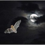 Bat – Mô hình bay có thể truyền cảm hứng cho máy bay không người lái thông minh hơn, lanh lợi hơn