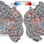 AI lấy cảm hứng từ não có thể truyền cảm hứng cho những hiểu biết về bộ não và ngược lại