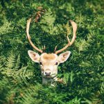 Hoạt động trên Internet có thể cung cấp chính xác thông tin trong việc bảo tồn thực vật và động vật?