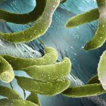 Bộ gen vi khuẩn đầu tiên được tạo ra hoàn toàn với một máy tính