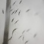 Bằng chứng áp đảo về sự tồn tại của bệnh sốt rét 2.000 năm trước