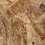 Bằng chứng sớm nhất phát hiện ra cây nấu trong gốm cổ