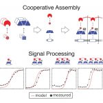 Bioengineers lập trình các tế bào như bộ xử lý tín hiệu số