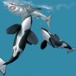 Cá mập trắng chạy trốn khỏi khu vực kiếm ăn khi có orcas