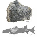 Cá miền nam Trung Quốc cổ đại có thể đã tiến hóa trước ‘Thời đại của cá’