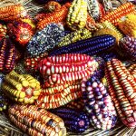 Các gen phấn hoa đột biến tự nhiên chỉ trong một số chủng ngô giúp cải thiện việc nhân giống và các loại cây trồng khác