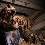 Các nhà cổ sinh vật học báo cáo Tyrannosaurus rex lớn nhất thế giới