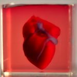 Các nhà khoa học in trái tim 3D đầu tiên bằng vật liệu sinh học của bệnh nhân