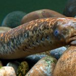 Các nhà thần kinh học chú thích các protein thần kinh quan trọng trong bộ gen của cá mút đá