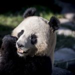 Cây bụi đóng vai trò quan trọng trong lối sống của gấu trúc