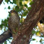 Cerrado từng kết nối Andes với rừng mưa nhiệt đới Đại Tây Dương