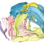 Coelacanth tiết lộ những hiểu biết mới về sự tiến hóa của hộp sọ