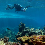 Công nghệ ảo tiên tiến ghi lại cách các rạn san hô phục hồi sau khi tẩy trắng