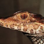 ‘Cuộn tử thần’ khét tiếng gần như phổ biến giữa các loài cá sấu