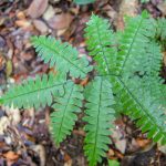 Đất Amazon được ánh xạ bằng cách sử dụng các loài chỉ thị