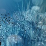 Để bảo vệ tế bào gốc, thực vật có kế hoạch dự phòng di truyền đa dạng