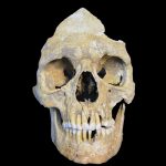 Giải mã virus viêm gan B thời kỳ đồ đá