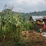 Giải quyết bí ẩn mất phân bón từ vùng trồng trọt Trung Tây Hoa Kỳ