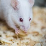 Phòng tắm riêng giúp chuột vui vẻ hơn để giữ chuột tốt hơn