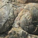 Ví dụ sớm nhất về việc chia sẻ tổ động vật đã được tiết lộ bởi các nhà khoa học