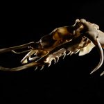 Hiệu suất đâm của nanh viper đo được