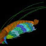 Hóa thạch 430 triệu năm tuổi được đặt tên để vinh danh Ngài David Attenborough