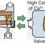 Khai thác vi sinh vật cho các hệ thống vi mô thông minh