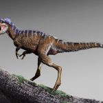 Loài mới của loài khủng long bạo chúa mới nổi lên của T. rex