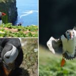 Mỏ của chim đã từng không thích nghi với các loại thức ăn như suy nghĩ trước đây của chúng ta