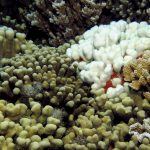 Mô mềm làm cho san hô cứng hơn khi đối mặt với biến đổi khí hậu