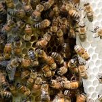 Neonics cản trở khả năng của ong để chống lại những con ve chết người