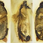 Những con bọ cánh cứng này đã được bảo tồn thành công trong 100 triệu năm