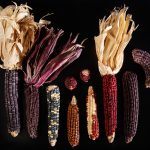 Phenol trong ngô tím chống lại bệnh tiểu đường, béo phì, viêm trong tế bào chuột