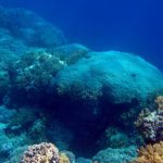 San hô ở Biển Đỏ cung cấp cái nhìn dài hạn về gió mùa hè ở Nam Á