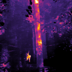 Sinh thái học Astro: Sử dụng công nghệ phát hiện sao để đếm số lượng Đười ươi