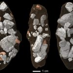 Smok 210 triệu năm tuổi đang nghiền nát xương như một con linh cẩu