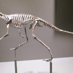 Sự phát triển của chủ nghĩa lưỡng cực trong tổ tiên khủng long cổ đại