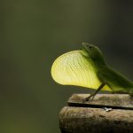 Thằn lằn đảo là chuyên gia tắm nắng và các nhà nghiên cứu nhận thấy nó làm chậm quá trình tiến hóa của chúng