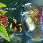 Thuật toán mới cho phép thử nghiệm độc tính hóa học nhanh hơn mà không cần động vật﻿