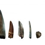 Thực đơn của khủng long được tiết lộ bởi canxi﻿