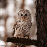 Tìm kiếm của Google cho thấy các loài chim phổ biến