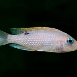 Trò chơi máy tính cho cá làm sáng tỏ các vai trò xã hội khác nhau trong các nhóm động vật