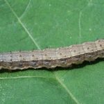 Trộn các giống cỏ có thể làm giảm sự xâm nhập của côn trùng