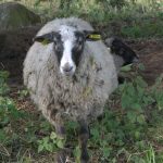 Xương, răng cho thấy các điều kiện khắc nghiệt chịu đựng bởi tổ tiên của các giống gia súc và cừu Phần Lan bản địa, đặc biệt là trong thời trung cổ