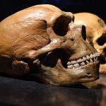 Nghiên cứu về răng cho thấy người Neanderthal và người hiện đại đã chuyển hướng ít nhất 800.000 năm trước