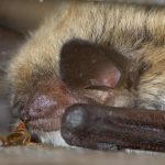 Rệp đã tiến hóa hơn 100 triệu năm trước