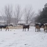 Bạn có biết: Nhịp sinh học chi phối sản xuất sữa ở bò hàng năm