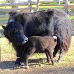 Chăn nuôi bò, cừu và dê đã được thành lập ở miền bắc Mông Cổ vào năm 1300 trước Công nguyên