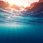 Bí mật của vi tảo huỳnh quang có thể dẫn đến pin mặt trời siêu hiệu quả