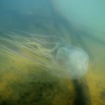 Các nhà nghiên cứu khám phá bí mật của nọc độc hộp sứa